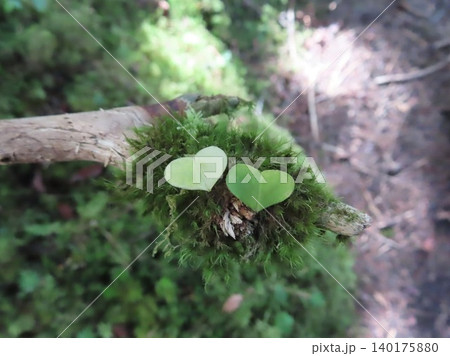 苔の上で寄り添うふたつのハート 140175880