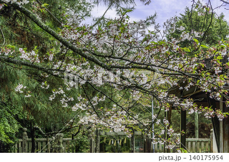 まきび公園 八田神社 桜 岡山県倉敷市 まきび公園 八田神社 桜 岡山県倉敷市 140175954