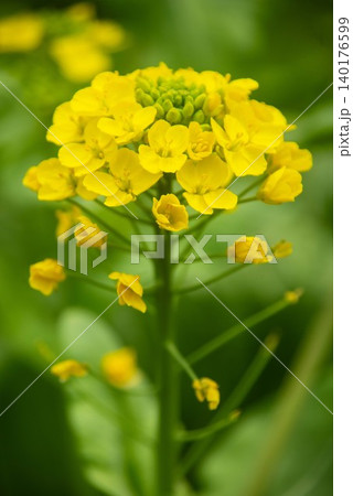 菜の花 140176599