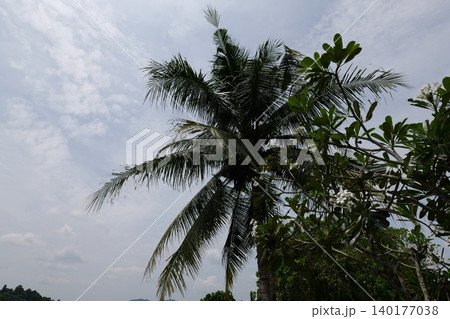 Tropical Palm Plantation Landscape in Thailand with Green Hills Tropical Palm Plantation Landscape in Thailand with Green Hills 140177038