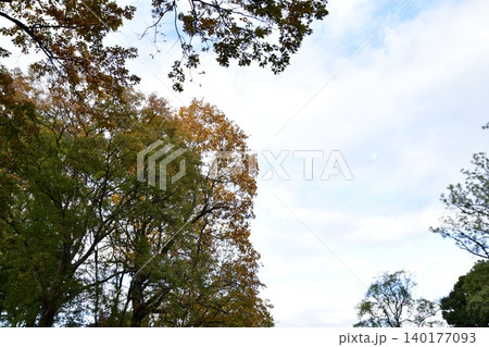 秋の空と紅葉 秋の空と紅葉 140177093