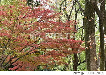 紅葉したモミジ 紅葉したモミジ 140177094
