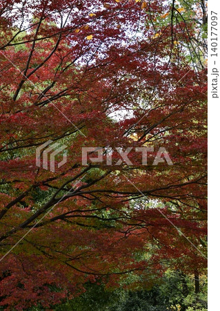 紅葉したモミジ 140177097
