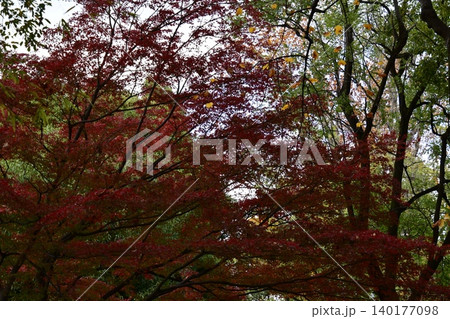 紅葉したモミジ 紅葉したモミジ 140177098