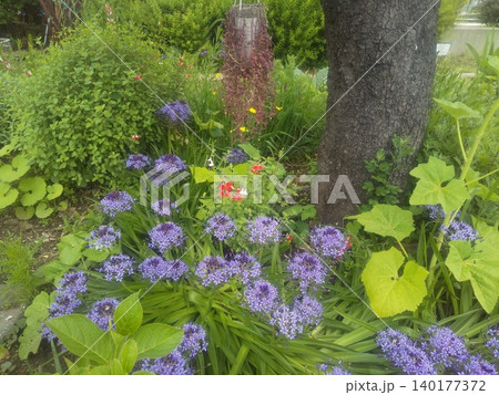 シラーベルビアナともいうオオツルボの青紫の花 シラーベルビアナともいうオオツルボの青紫の花 140177372