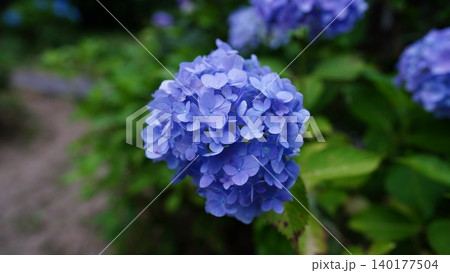 山道に咲く紫陽花 山道に咲く紫陽花 140177504