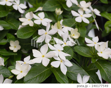 ニチニチソウの花苗 ニチニチソウの花苗 140177549