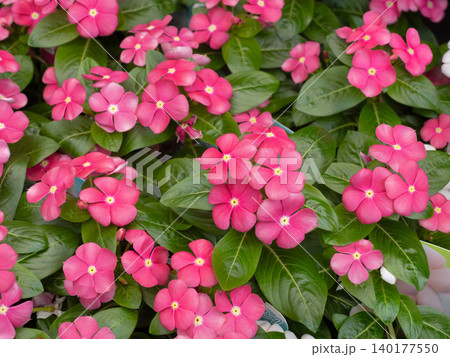 ニチニチソウの花苗 ニチニチソウの花苗 140177550