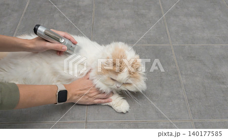 Cat grooming session with a person using a grooming tool on a fluffy white cat on a tiled floor in a well-lit indoor space 140177585