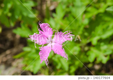 霧ヶ峰に咲く繊細なカワラナデシコの花 霧ヶ峰に咲く繊細なカワラナデシコの花 140177604