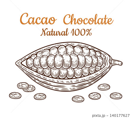 Cocoa bean pod, chocolate cacao nut seeds in peel, tropical tree plant fruit botanical sketch. Hot drink, sweet dessert candy confectionery food ingredient. Vintage engraving outline hand drawn vector Cocoa bean pod, chocolate cacao nut seeds in peel, tropical tree plant fruit botanical sketch. Hot drink, sweet dessert candy confectionery food ingredient. Vintage engraving outline hand drawn vector 140177627