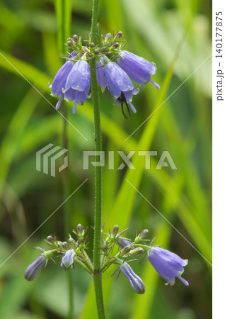 涼しげに咲くツリガネニンジンの花と蕾 涼しげに咲くツリガネニンジンの花と蕾 140177875