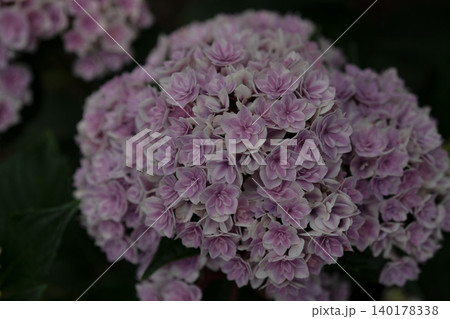 紫色の装飾花を備えるアジサイの手毬咲きの花 紫色の装飾花を備えるアジサイの手毬咲きの花 140178338