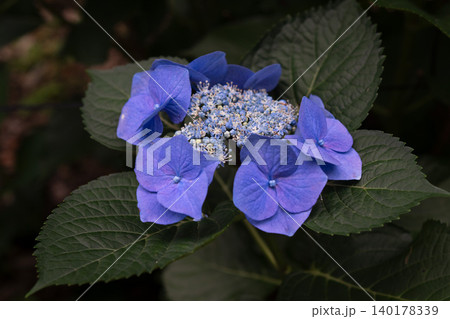 装飾花が青色の額咲きのアジサイの花序をクローズアップで撮影した写真 装飾花が青色の額咲きのアジサイの花序をクローズアップで撮影した写真 140178339