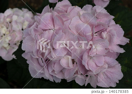 雨に濡れた紫陽花 雨に濡れた紫陽花 140178385