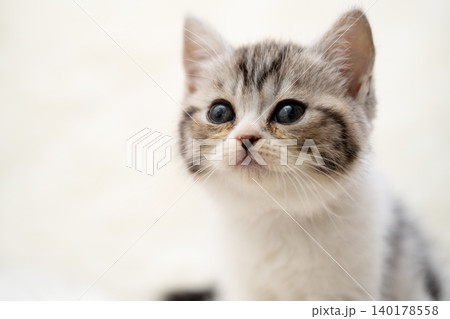 上を見上げる可愛い子猫のアップ 上を見上げる可愛い子猫のアップ 140178558