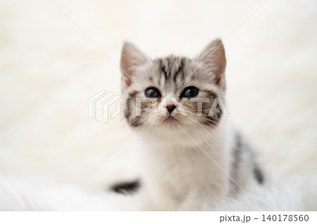 白いファーの上に座るカメラ目線の可愛い子猫 140178560