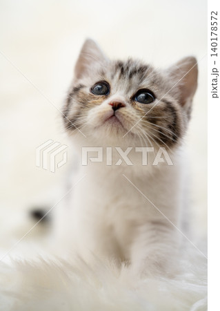 斜め上を興味津々に見つめる可愛い子猫 斜め上を興味津々に見つめる可愛い子猫 140178572