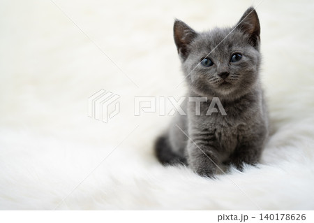 シャルトリューの子猫 シャルトリューの子猫 140178626