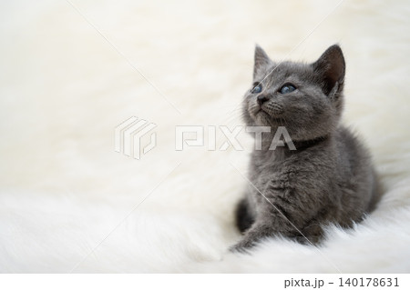 シャルトリューの子猫 140178631