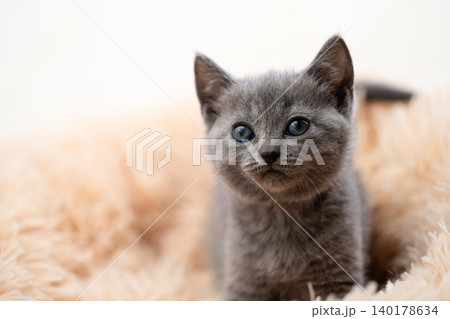 シャルトリューの子猫 シャルトリューの子猫 140178634