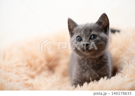 シャルトリューの子猫 シャルトリューの子猫 140178635