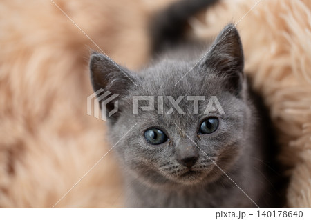 シャルトリューの子猫 シャルトリューの子猫 140178640