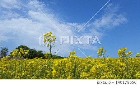 菜の花畑と青い空 菜の花畑と青い空 140178650