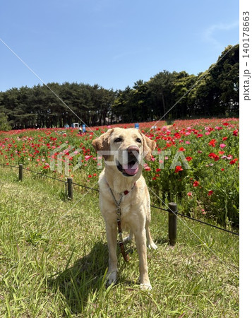 青空と花畑の中で笑顔で散歩する犬 青空と花畑の中で笑顔で散歩する犬 140178663
