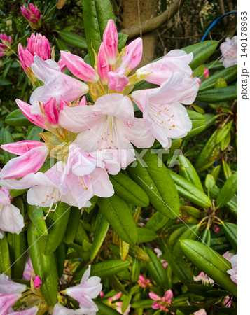 石楠花の花 石楠花の花 140178963
