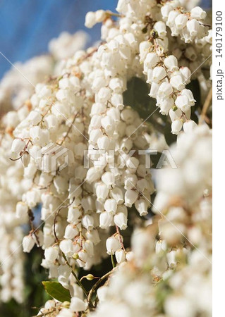 アセビの白花 アセビの白花 140179100