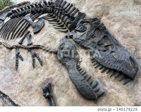 恐竜の化石のレプリカ 恐竜の化石のレプリカ 140179228