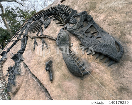 恐竜の化石のレプリカ 恐竜の化石のレプリカ 140179229