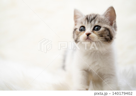 スコティッシュフォールドの子猫 140179402
