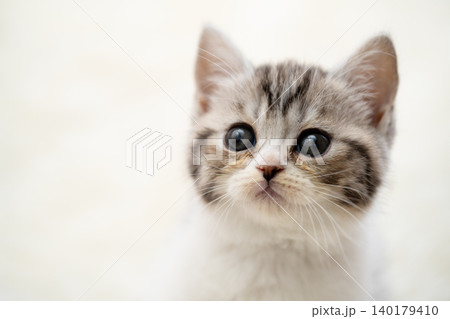 スコティッシュフォールドの子猫 スコティッシュフォールドの子猫 140179410