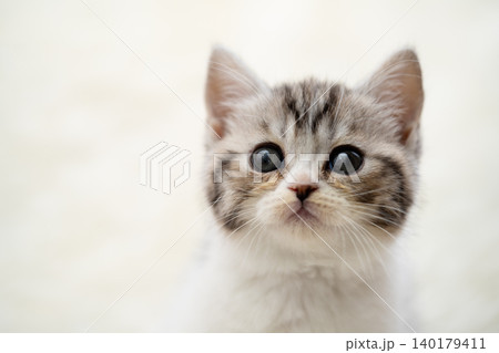 スコティッシュフォールドの子猫 スコティッシュフォールドの子猫 140179411