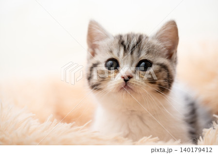 スコティッシュフォールドの子猫 スコティッシュフォールドの子猫 140179412