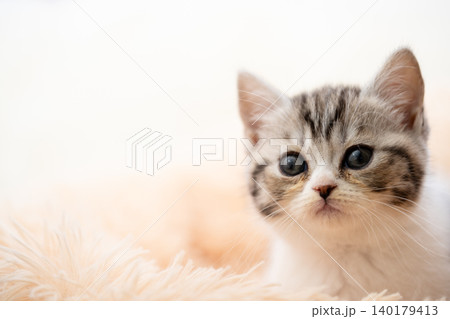 スコティッシュフォールドの子猫 140179413