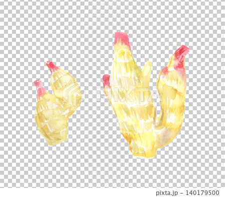 Watercolor illustration of fresh ginger Watercolor illustration of fresh ginger 140179500