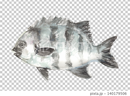 Watercolor illustration of a striped beakfish 140179506