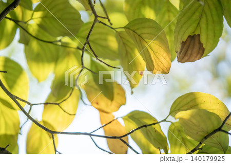 黄色に色づくハナミズキの葉 黄色に色づくハナミズキの葉 140179925