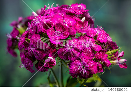Rich Magenta Sweet William Dianthus Flowers on Green Background Rich Magenta Sweet William Dianthus Flowers on Green Background 140180092