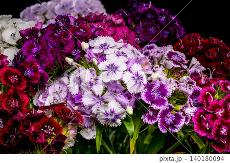 A Vibrant Bouquet of Sweet William Dianthus Flowers A Vibrant Bouquet of Sweet William Dianthus Flowers 140180094