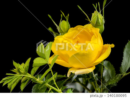 Beautiful Yellow Rose Flower with Green Leaves on Black Background 140180095