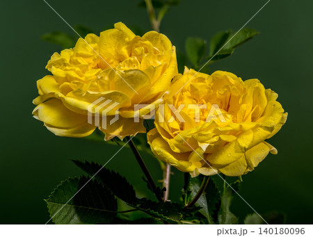 Two Vibrant Yellow Rose Blossoms Covered in Delicate Water Drops 140180096