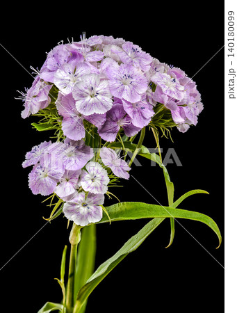 Macro View of Tender Lilac Sweet William Dianthus Flowers 140180099