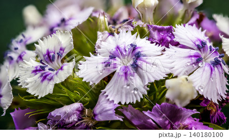 Tender Lilac Sweet William Dianthus Flowers on Green Background 140180100
