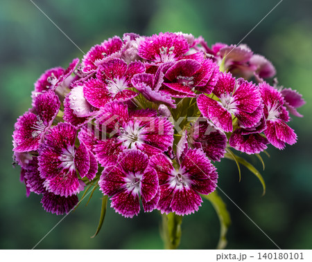 Vibrant Pink Sweet William Dianthus Flowers on Green Background Vibrant Pink Sweet William Dianthus Flowers on Green Background 140180101