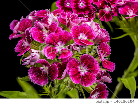 Beautiful Pink Sweet William Dianthus Flowers on Black Background Beautiful Pink Sweet William Dianthus Flowers on Black Background 140180104