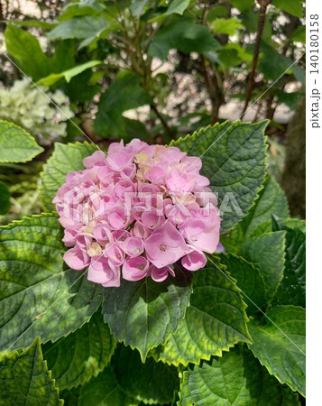 ピンクの紫陽花 140180158